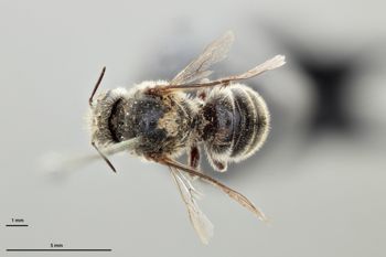 Media type: image;   Entomology 592373 Aspect: habitus dorsal view